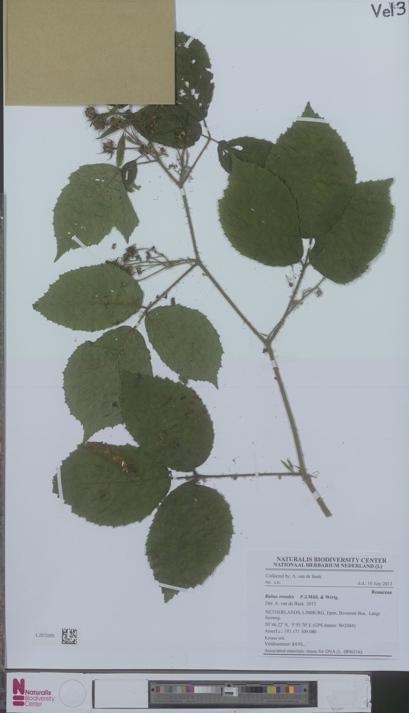 Rubus oreades photo 4
