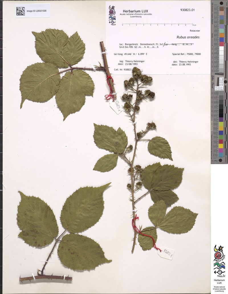Rubus oreades photo 5