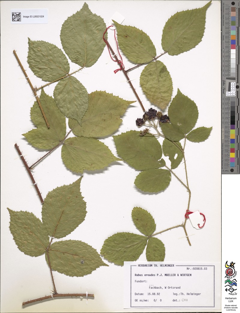 Rubus oreades photo 6