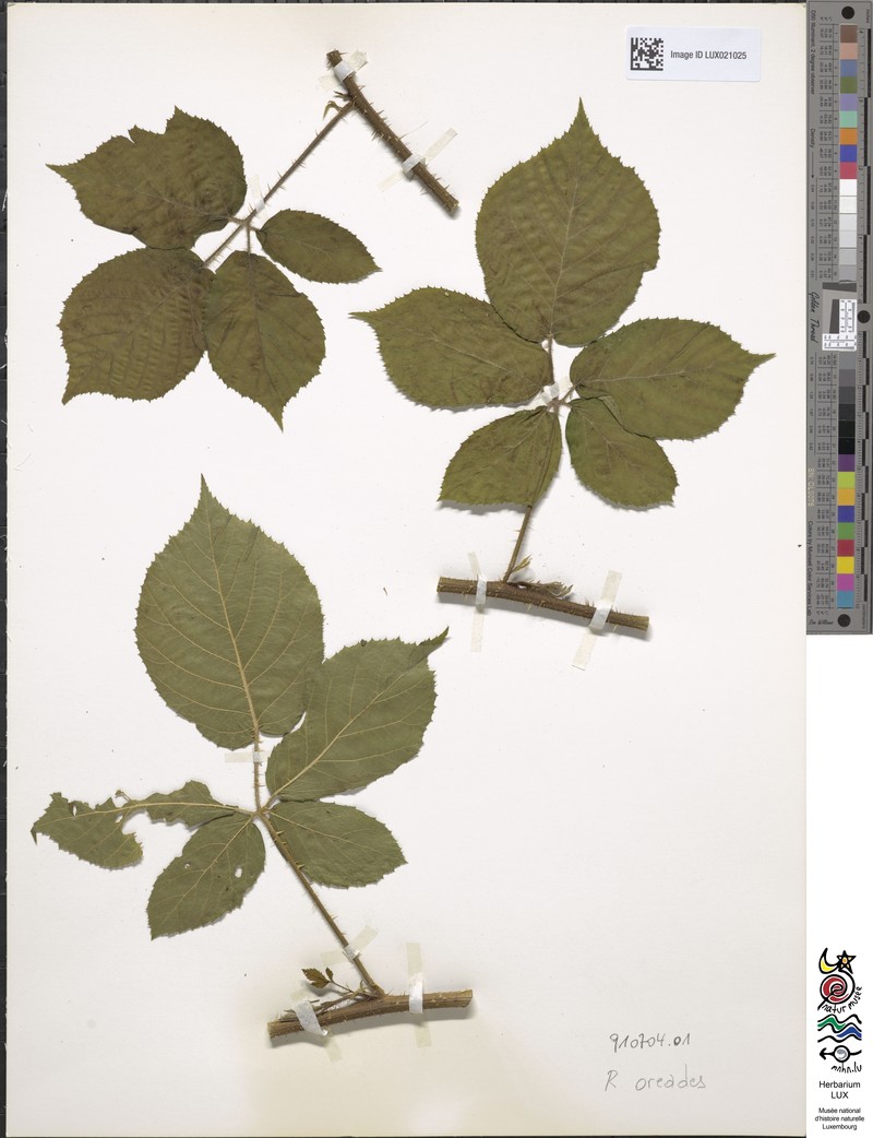 Rubus oreades photo 7