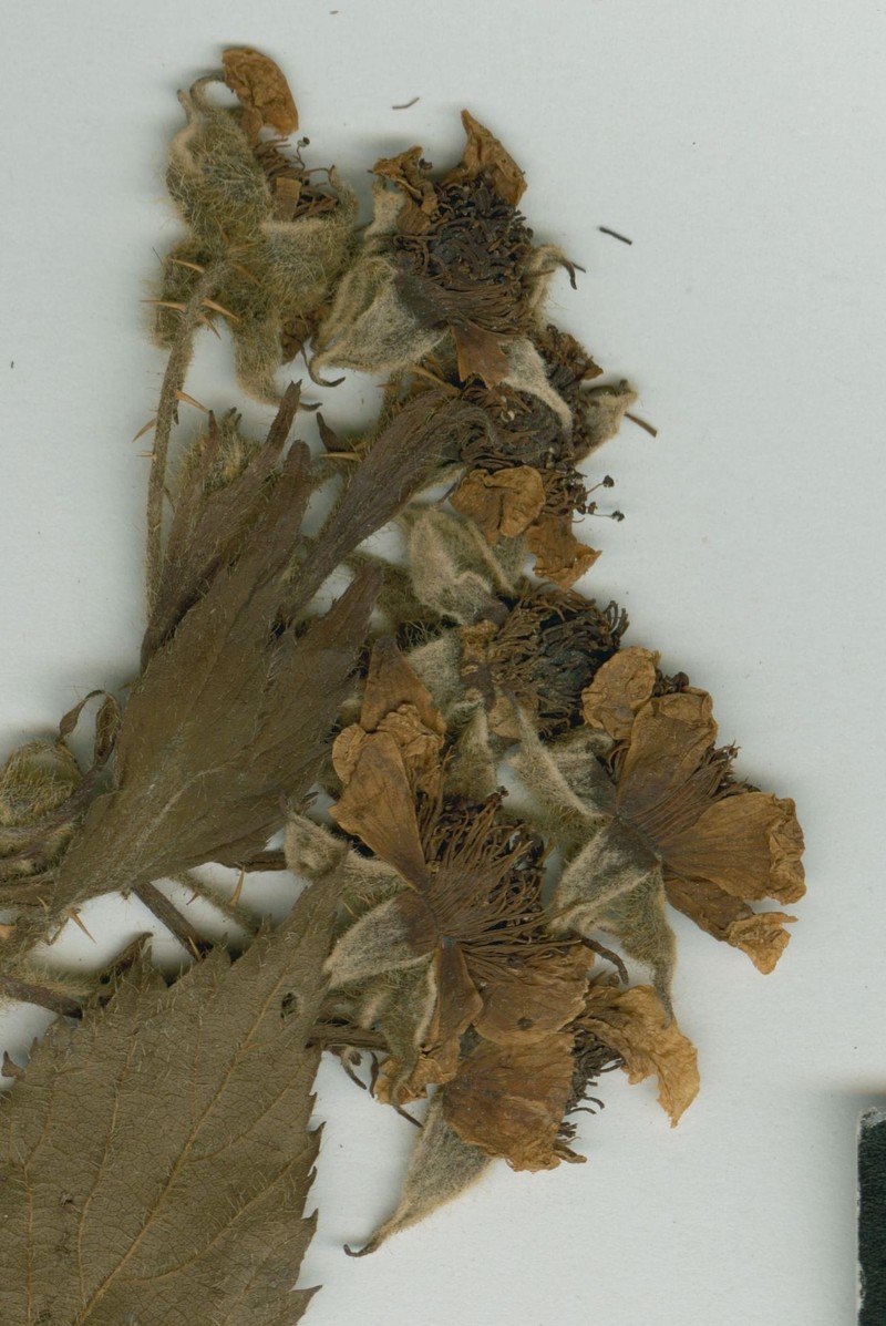 Rubus orthocladoides
