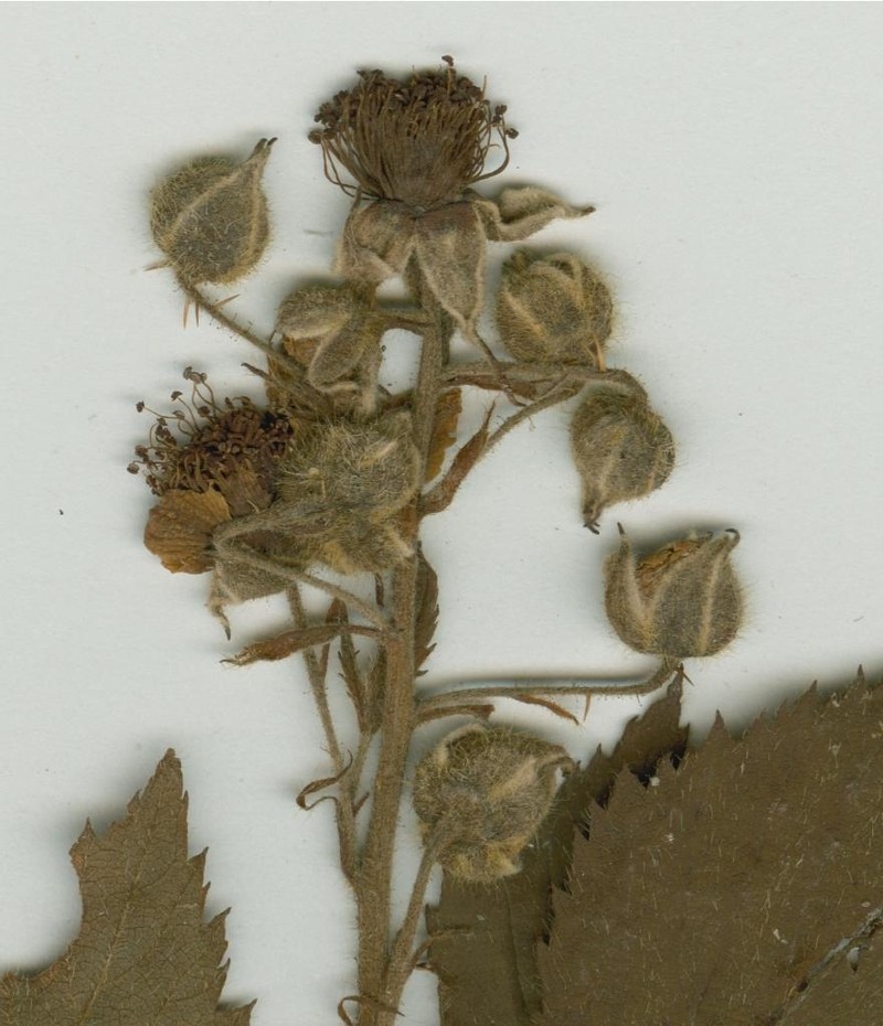 Rubus orthocladoides photo 2