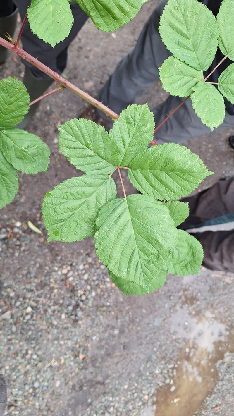 Rubus orthostachys