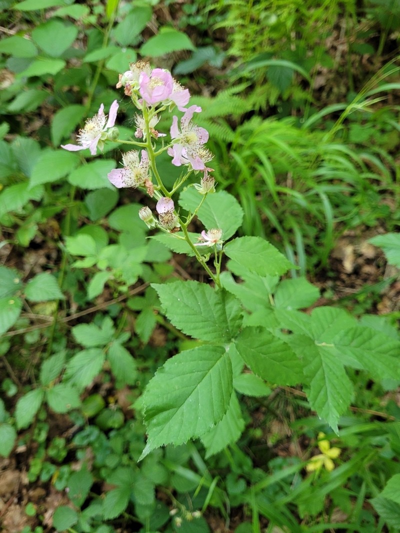 Rubus orthostachys photo 2
