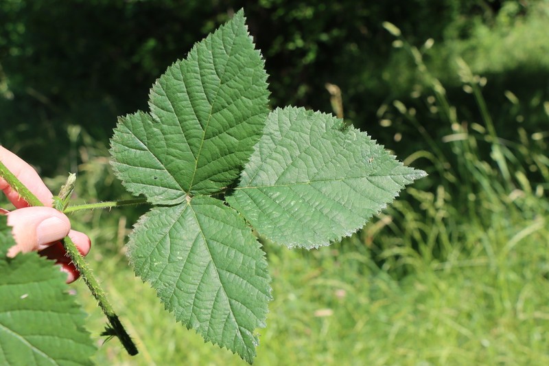 Rubus orthostachys photo 3