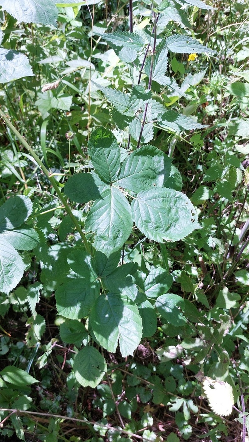 Rubus orthostachys photo 4