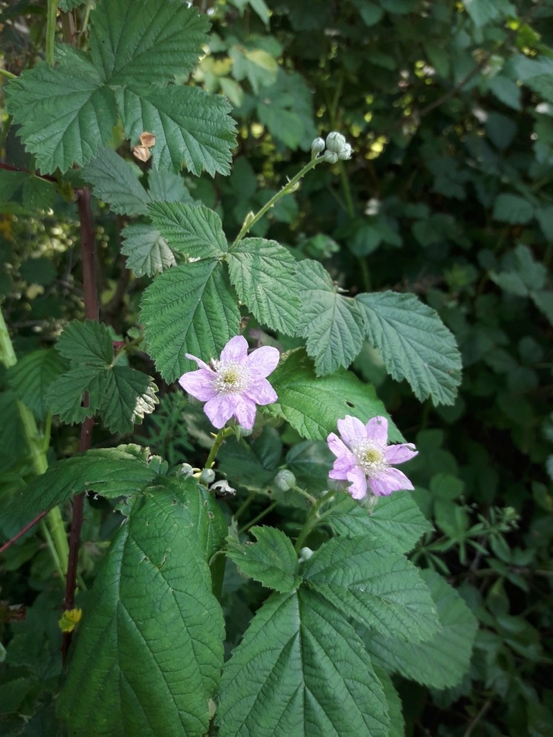 Rubus orthostachys photo 5