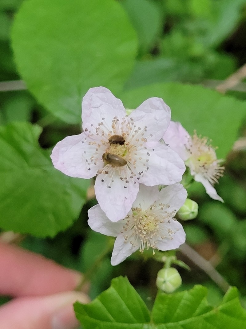 Rubus orthostachys photo 6