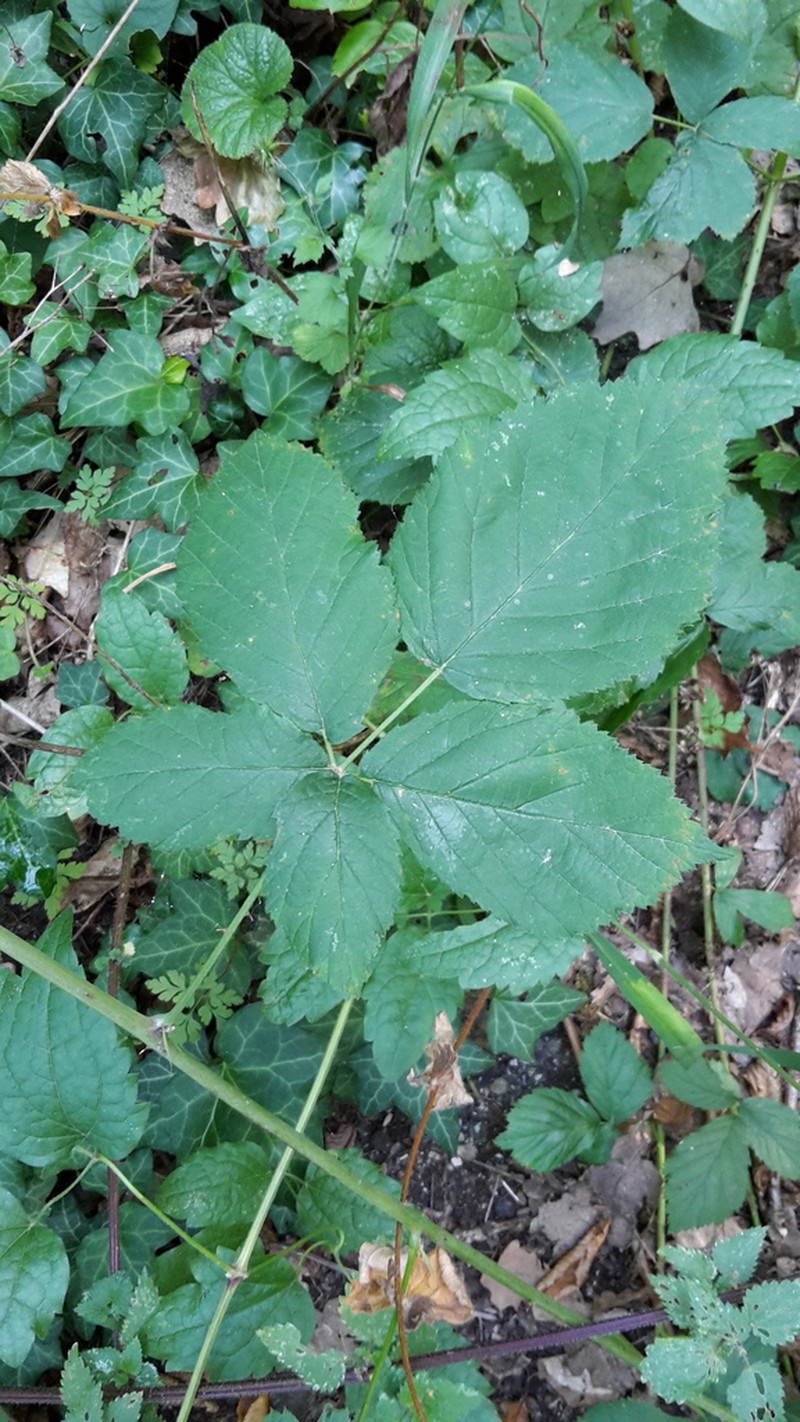 Rubus orthostachys photo 7