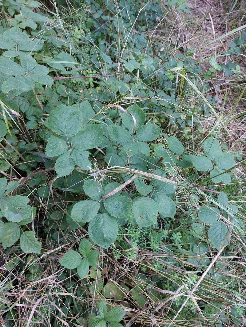 Rubus orthostachys photo 8