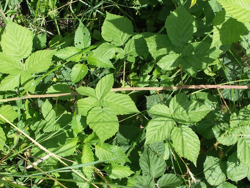 Rubus ostiarius