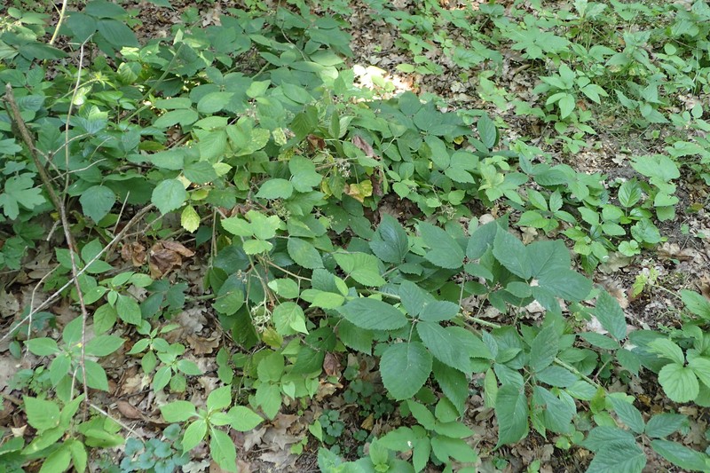 Rubus ostroviensis
