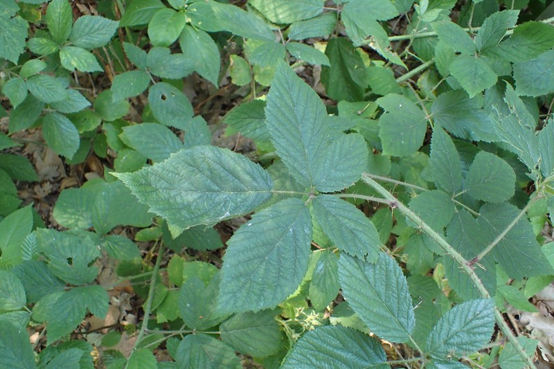 Rubus ostroviensis photo 3