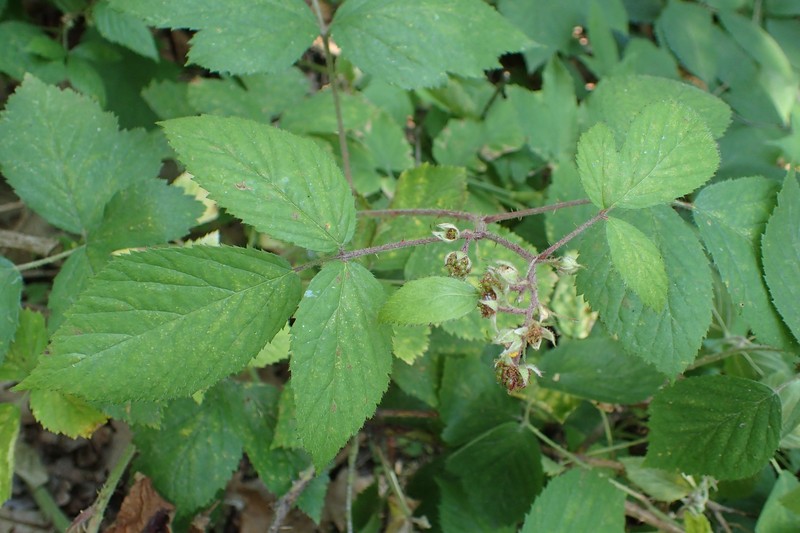Rubus ostroviensis photo 4