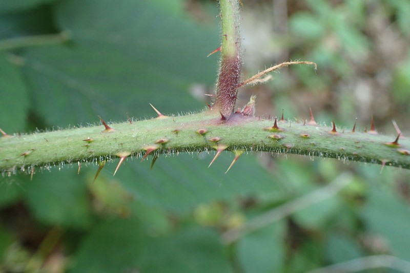 Rubus ostroviensis photo 5