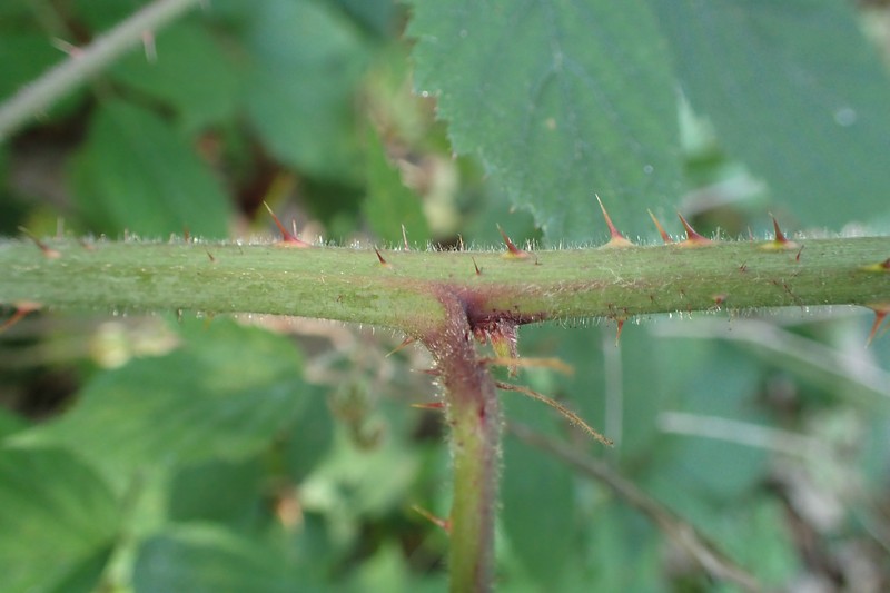 Rubus ostroviensis photo 6