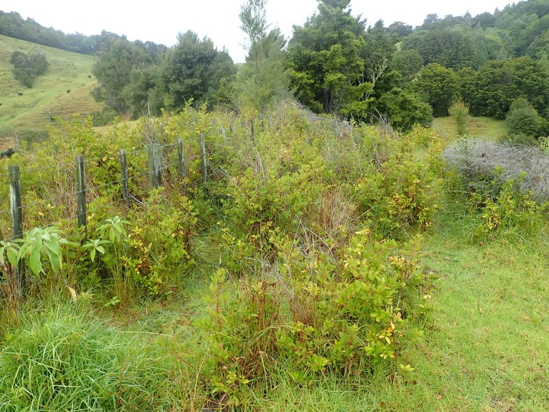 Highbush Blackberry