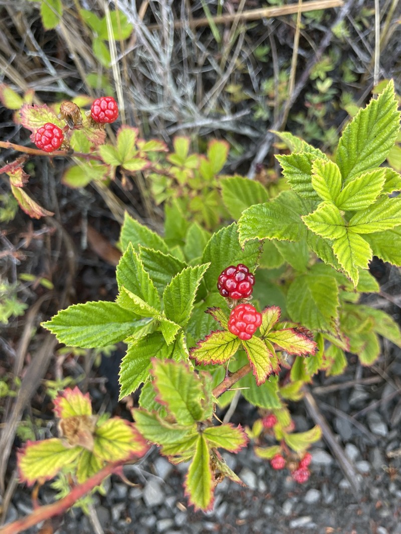 Highbush Blackberry photo 4
