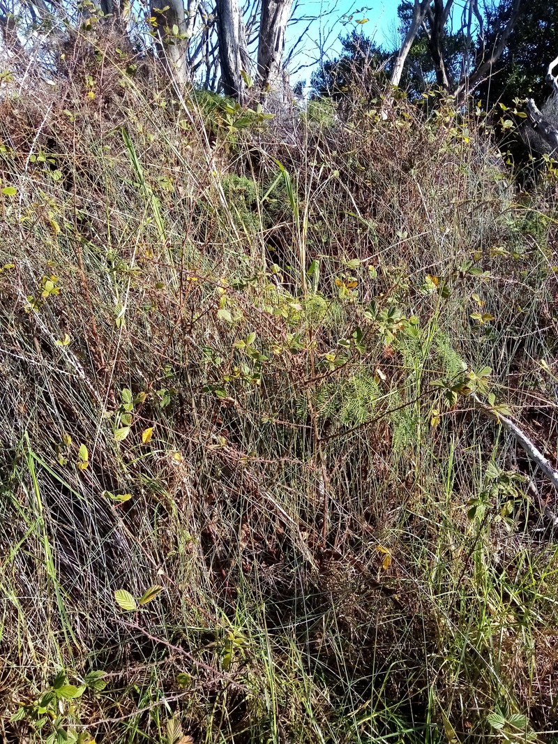 Highbush Blackberry photo 5