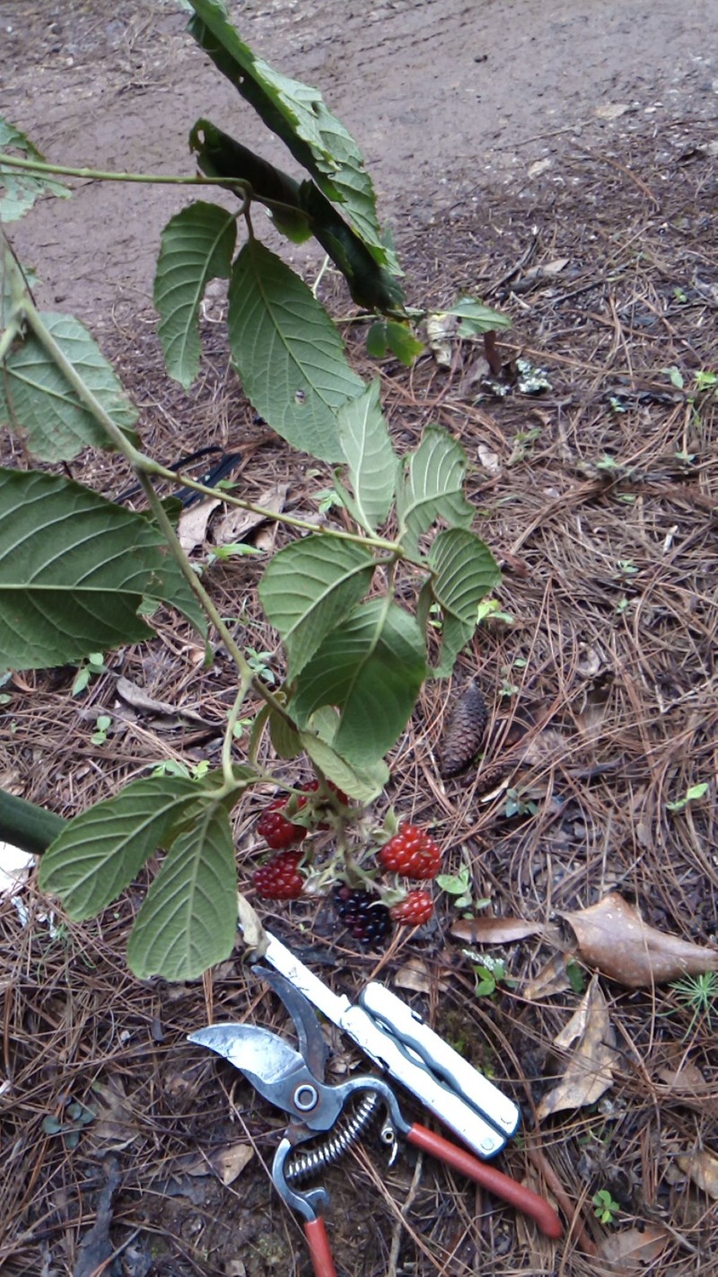 Rubus ostumensis