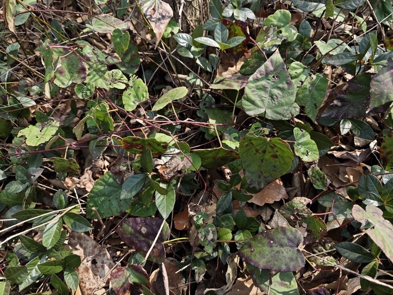 Rubus pacificus photo 2
