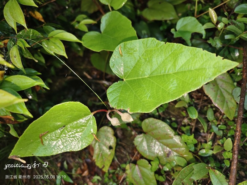 Rubus pacificus photo 3
