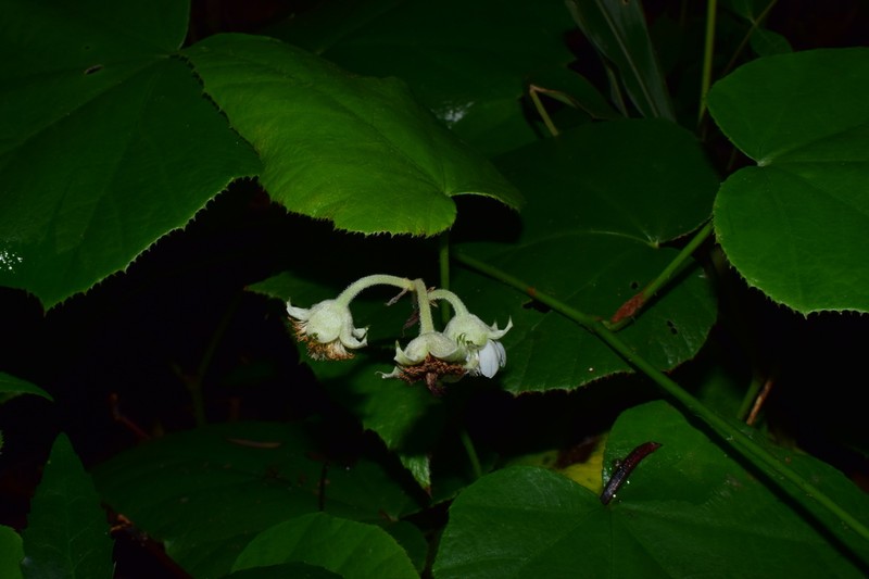 Rubus pacificus photo 4
