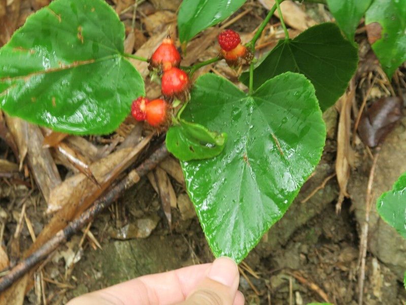 Rubus pacificus photo 5