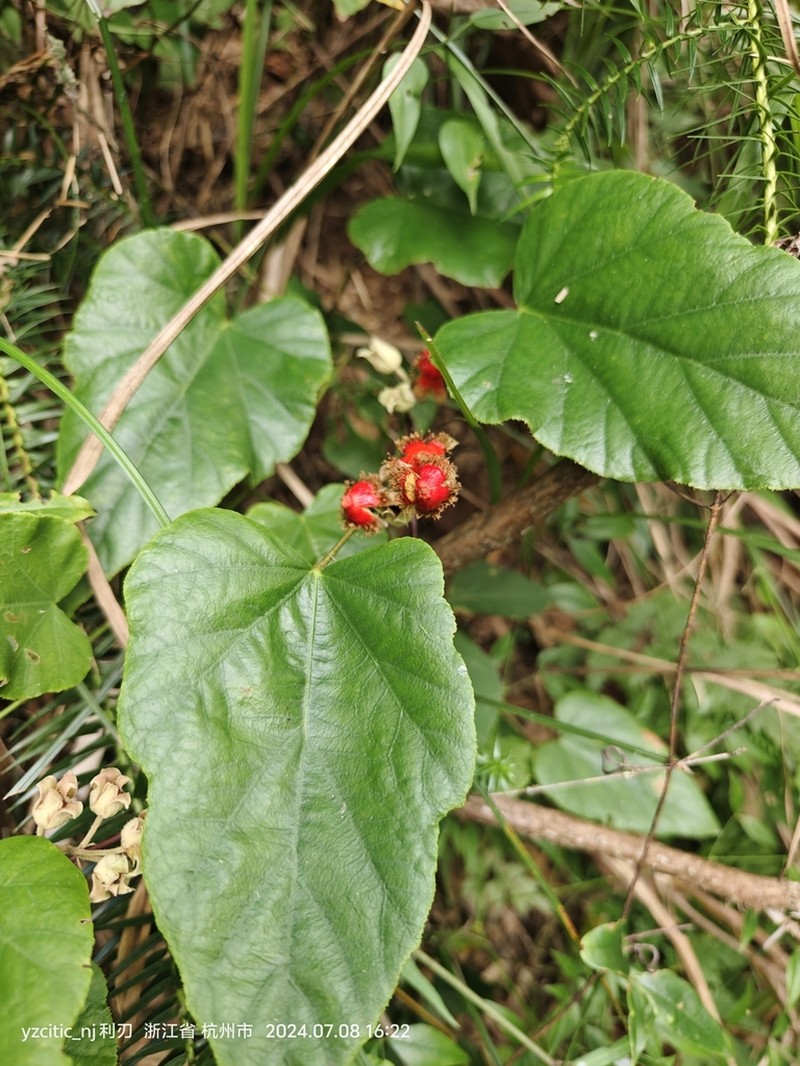 Rubus pacificus photo 6