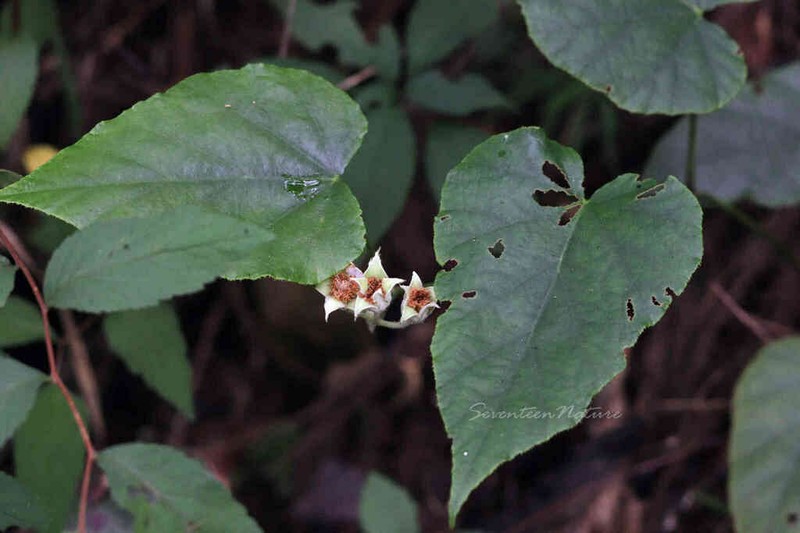 Rubus pacificus photo 7