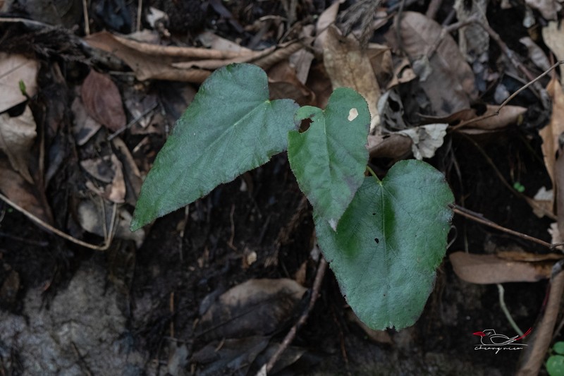 Rubus pacificus photo 8