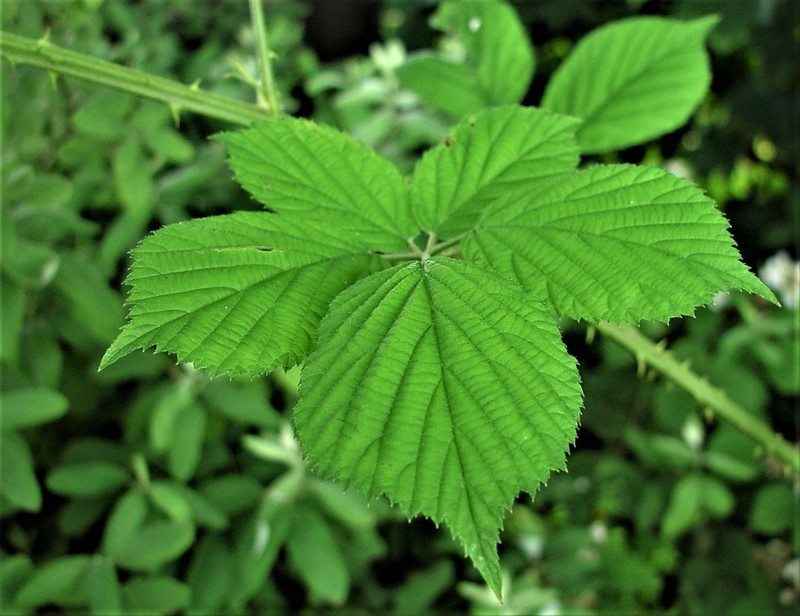 Rubus painteri photo 2