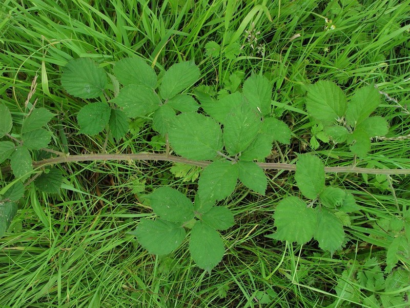 Rubus painteri photo 3