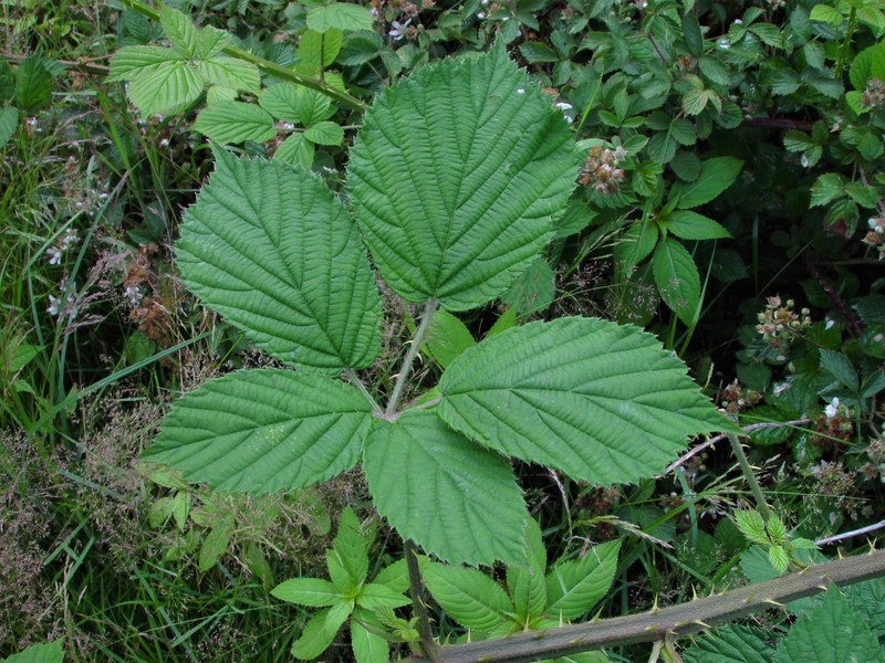 Rubus painteri photo 5