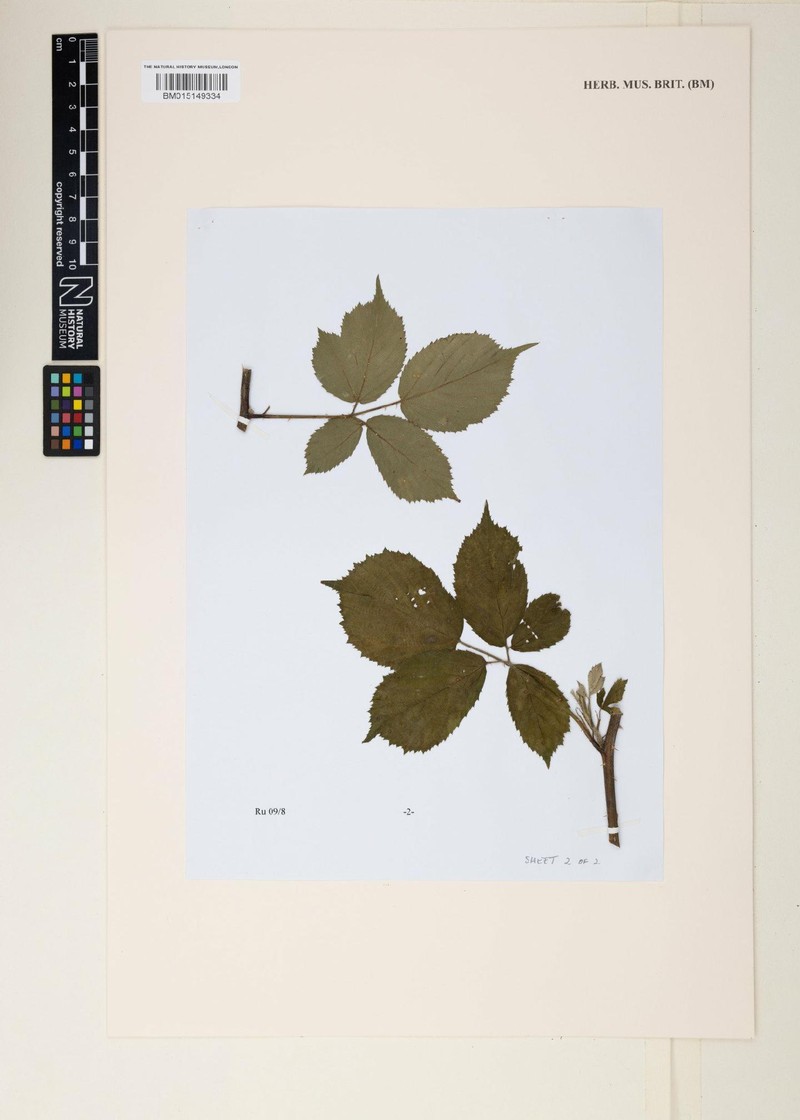 Rubus painteri photo 7