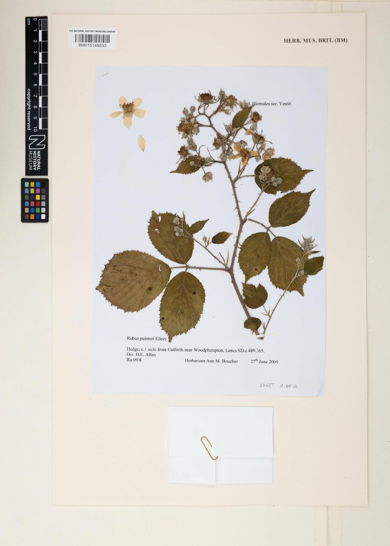 Rubus painteri photo 8