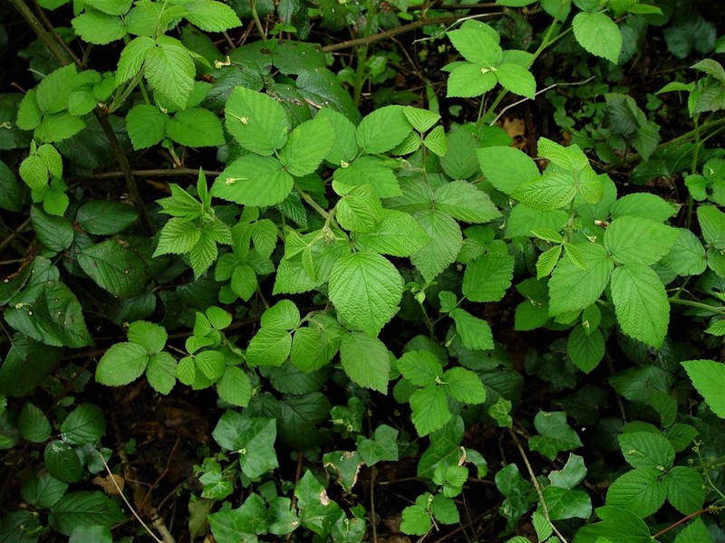 Rubus pallidus photo 2