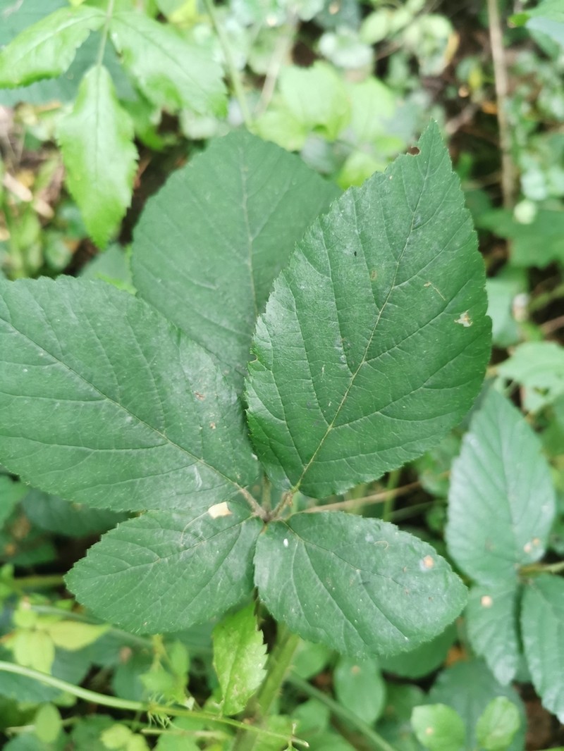 Rubus pallidus photo 3