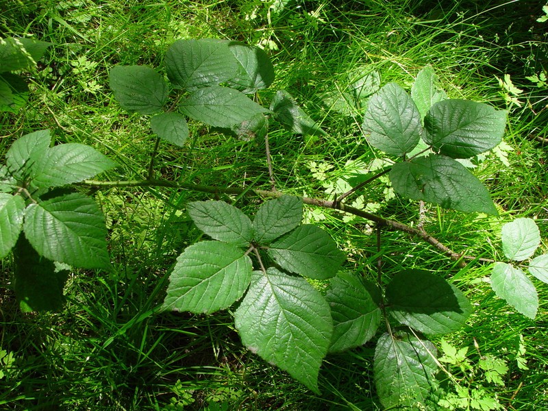 Rubus pallidus photo 4