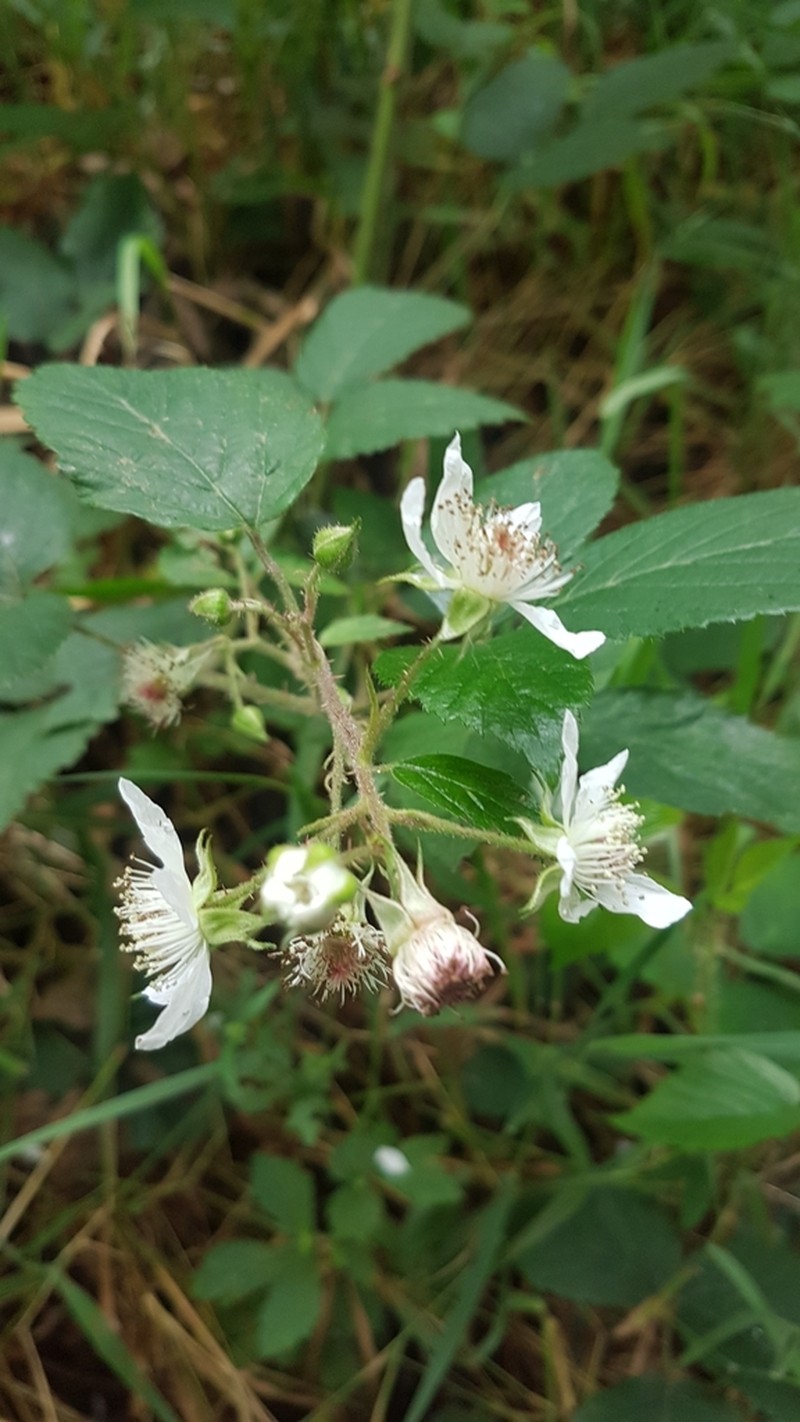 Rubus pallidus photo 5