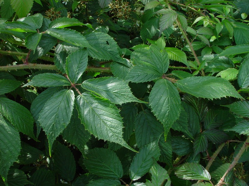 Rubus pallidus photo 6