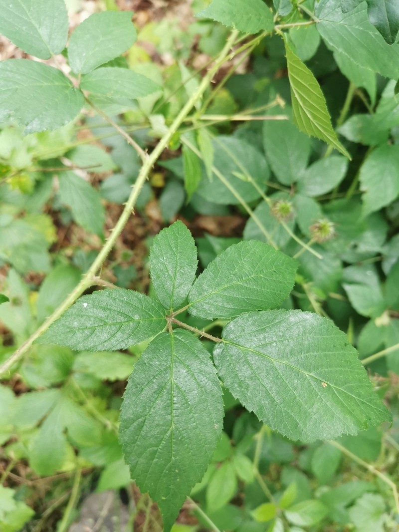 Rubus pallidus photo 7