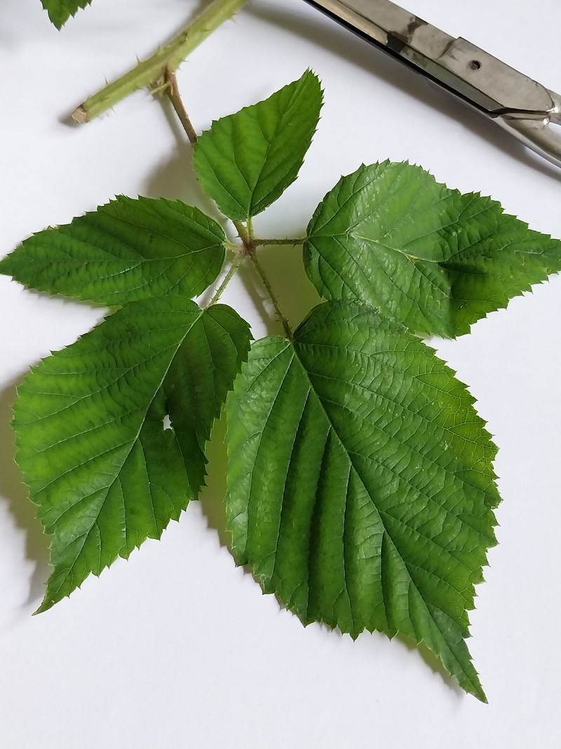 Rubus pallidus photo 8