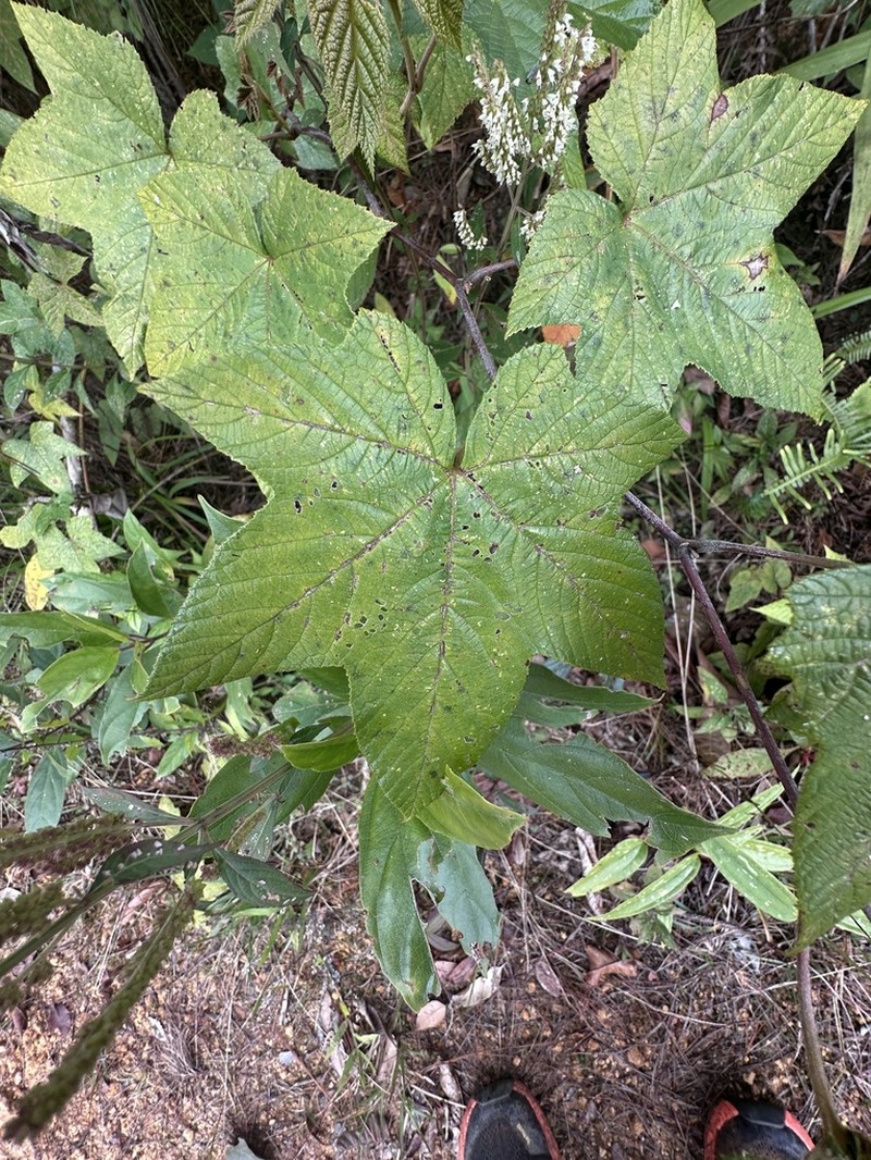 Rubus palmatifolius photo 2