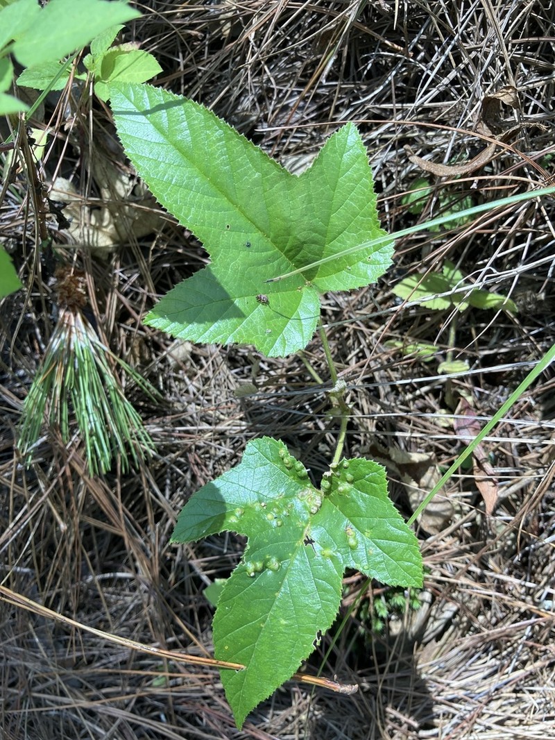 Rubus palmatifolius photo 3