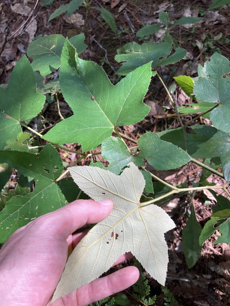 Rubus palmatifolius photo 4