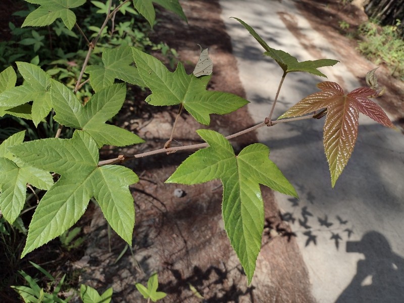 Rubus palmatifolius photo 5