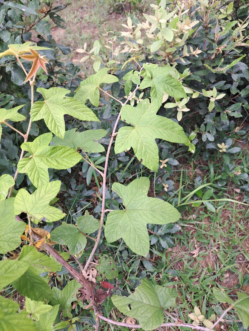 Rubus palmatifolius