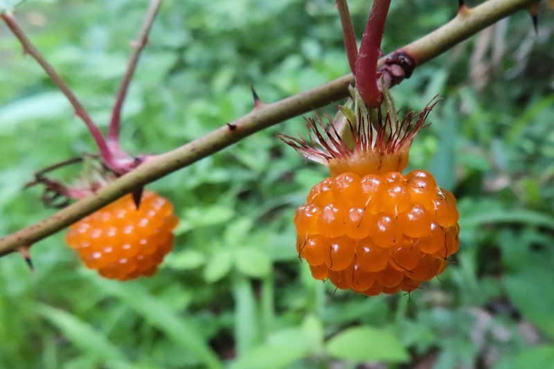 Rubus palmatus photo 2