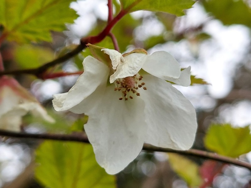 Rubus palmatus photo 3
